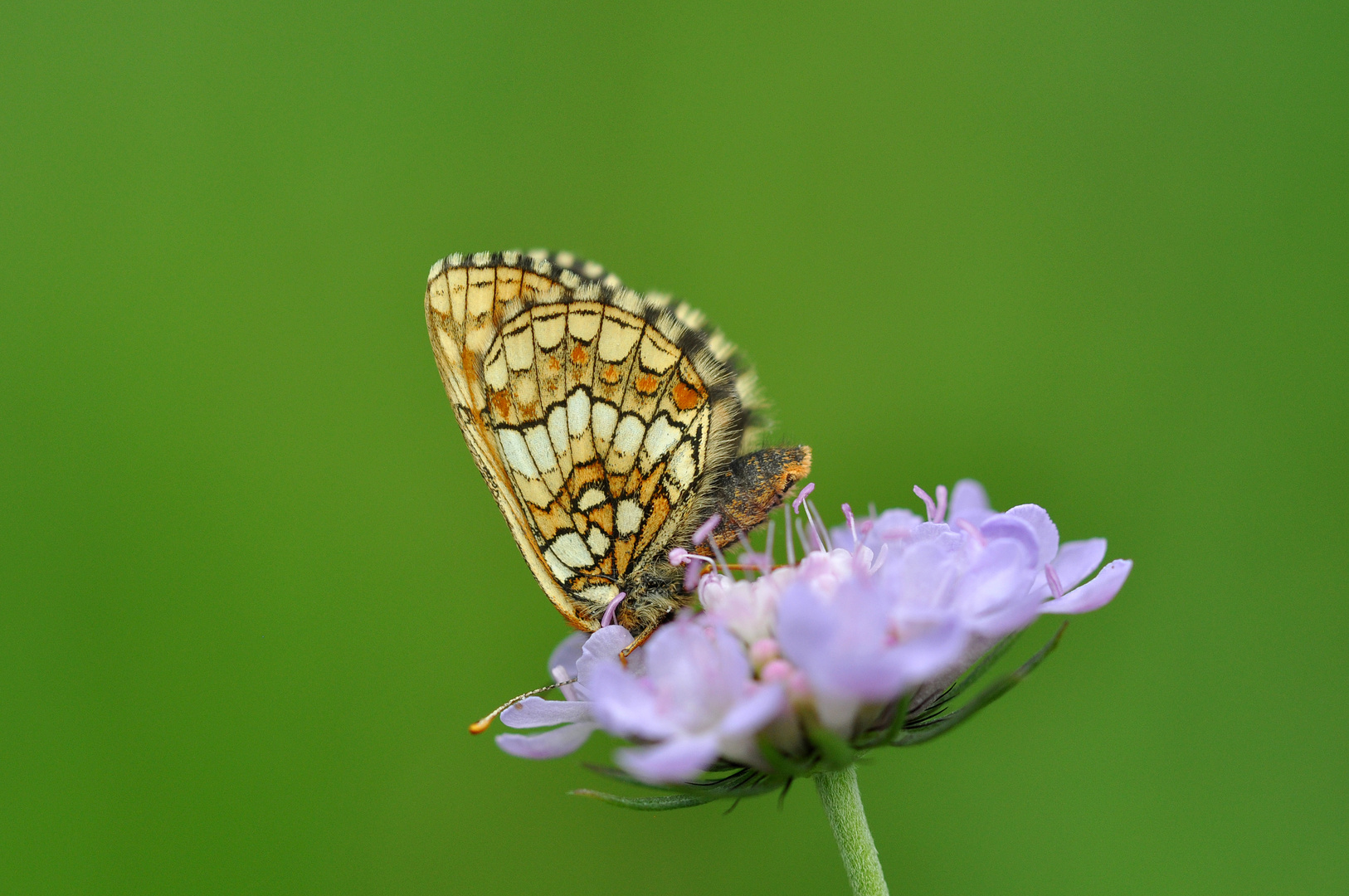 Ehrenpreis-Scheckenfalter (Melitaea aurelia) Nr. 2