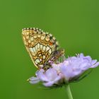 Ehrenpreis-Scheckenfalter (Melitaea aurelia) Nr. 2