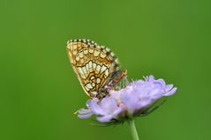 Ehrenpreis-Scheckenfalter (Melitaea aurelia) Nr. 2