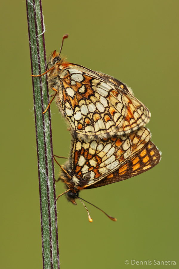 Ehrenpreis-Scheckenfalter (Melitaea aurelia) Paarung