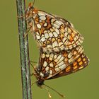 Ehrenpreis-Scheckenfalter (Melitaea aurelia) Paarung