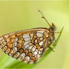 Ehrenpreis-Scheckenfalter - Mellicta aurelia