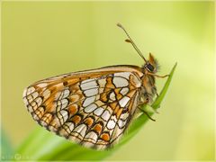 Ehrenpreis-Scheckenfalter - Mellicta aurelia