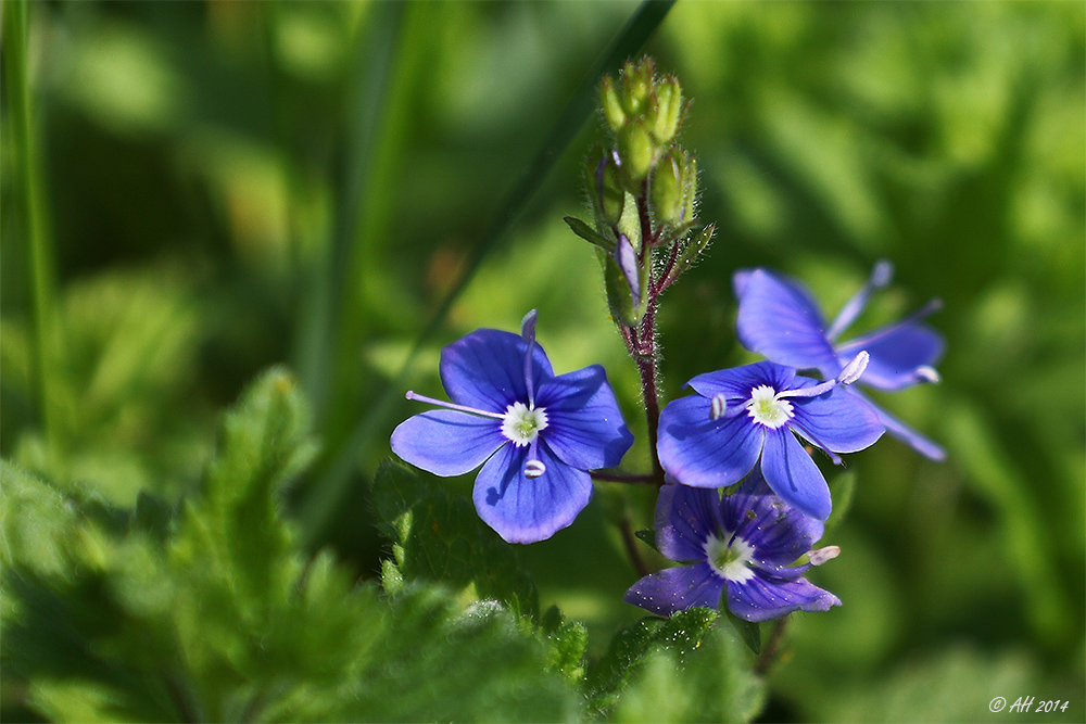 32+ Veronica Pflanze Wiki, Der große ehrenpreis (veronica teucrium)