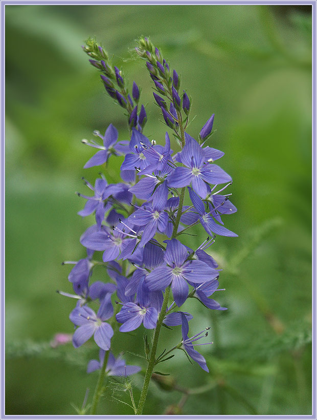 Ehrenpreis (Veronica)