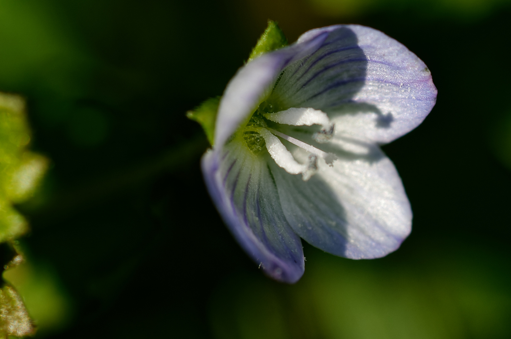 Ehrenpreis (Veronica)