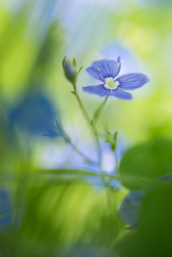 Ehrenpreis (Veronica chamaedrys)