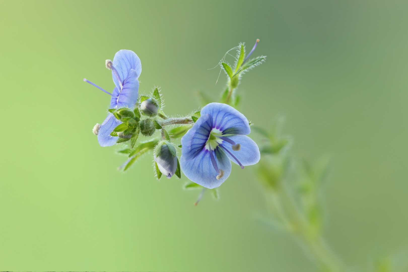 Ehrenpreis (Veronica officinalis)