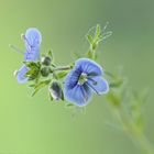 Ehrenpreis (Veronica officinalis)