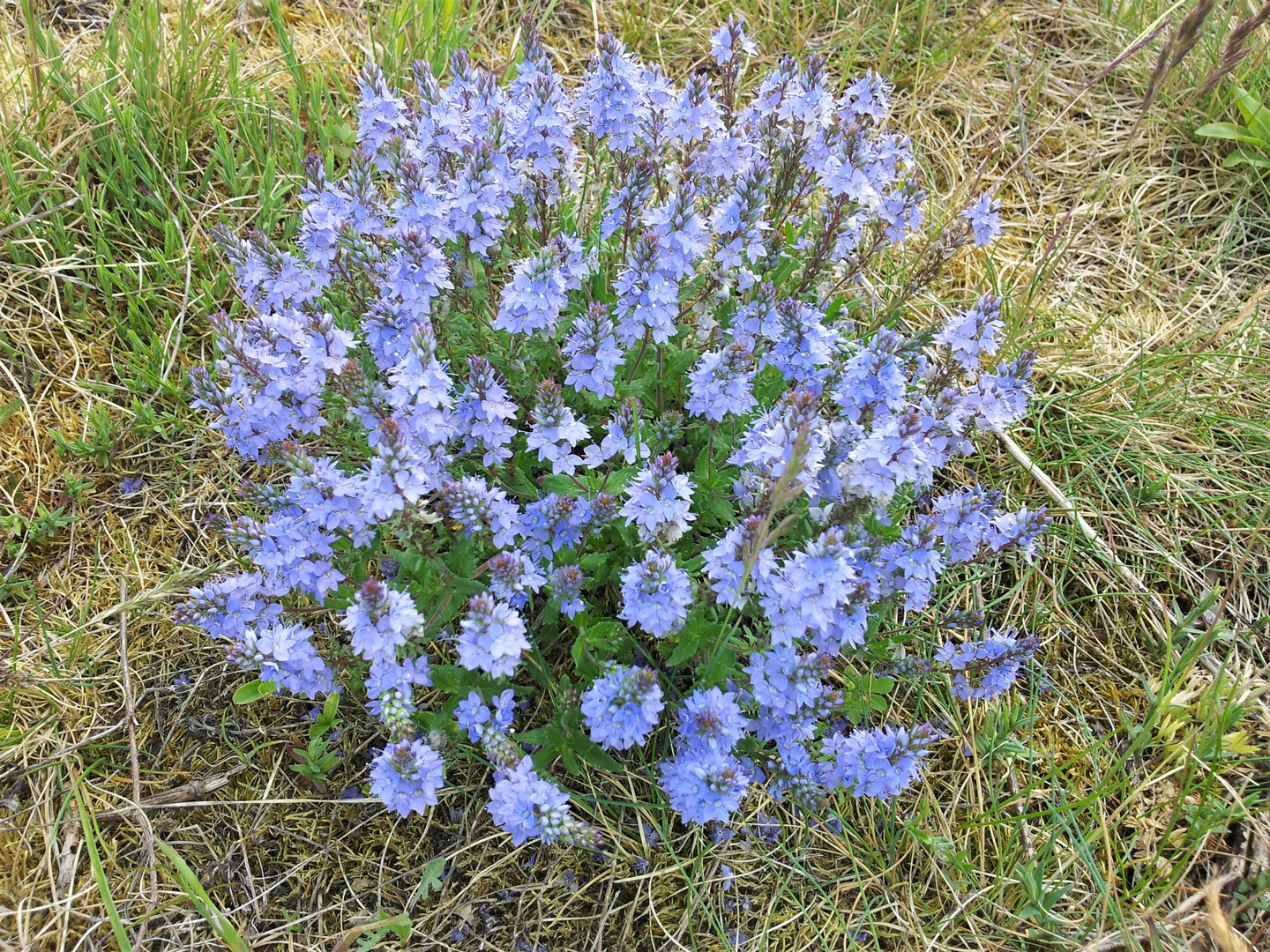 Ehrenpreis (Veronica teucrium)