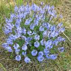 Ehrenpreis (Veronica teucrium)