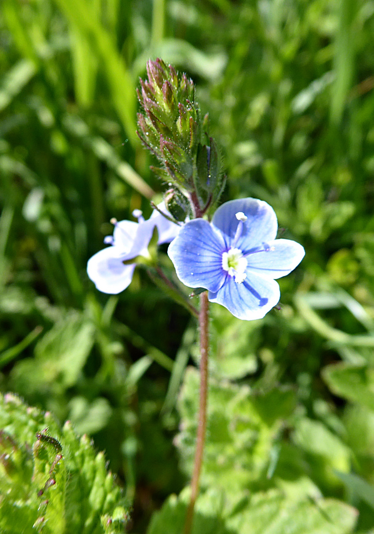 Ehrenpreis zum blue Monday