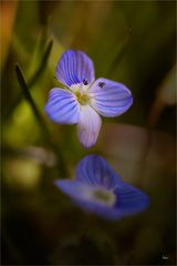 Ehrenpreises (Veronica officinalis)