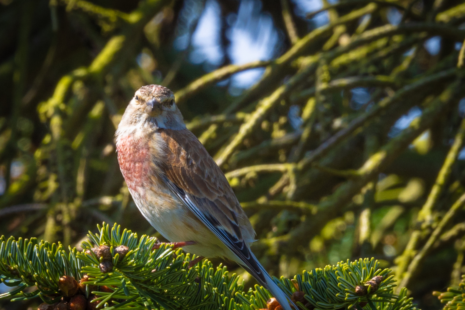 Ehrlich? Foto & Bild tiere, wildlife, wild lebende vögel Bilder auf