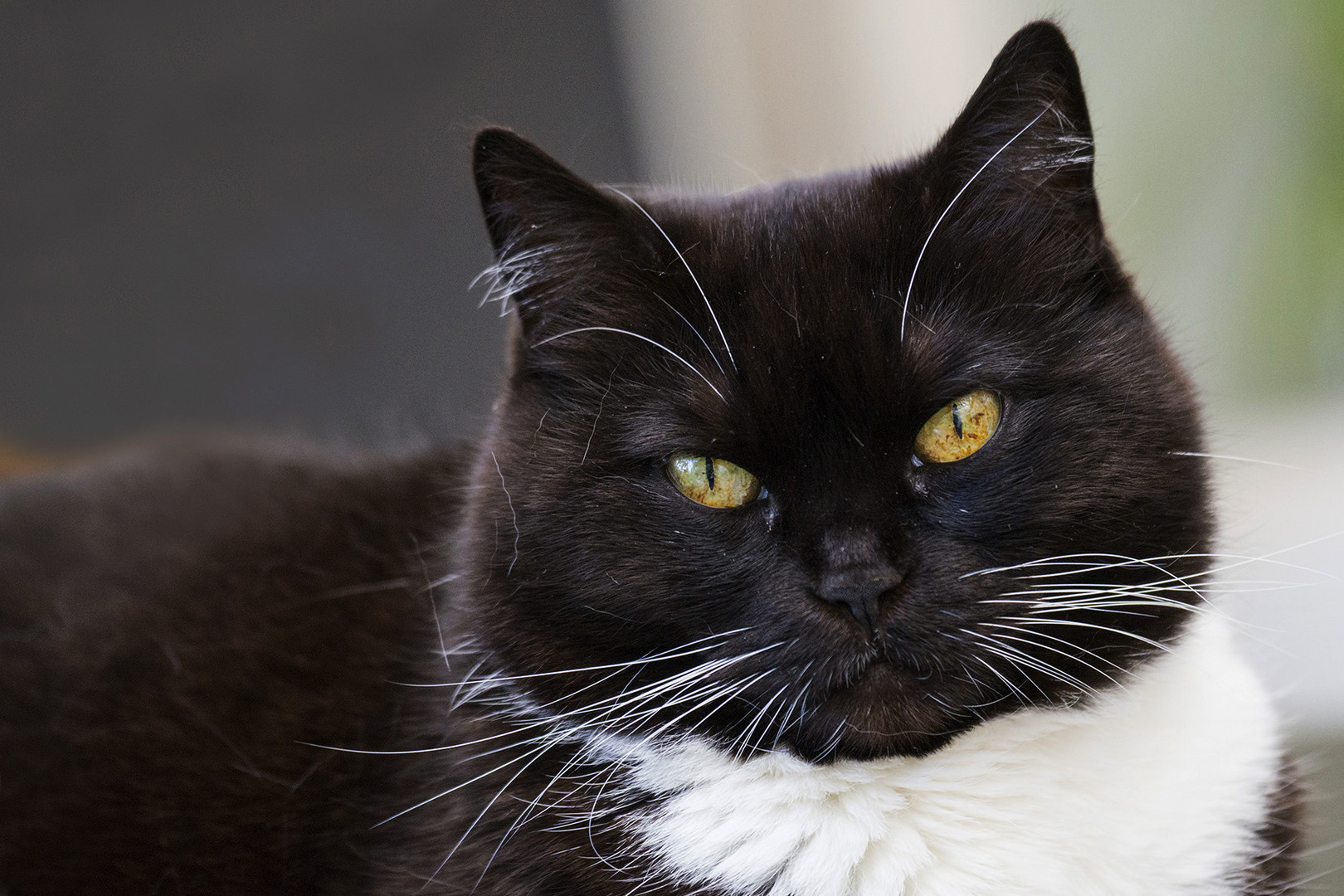 Ehrlich! Foto &amp; Bild natur, katze, schwarzweiß Bilder auf