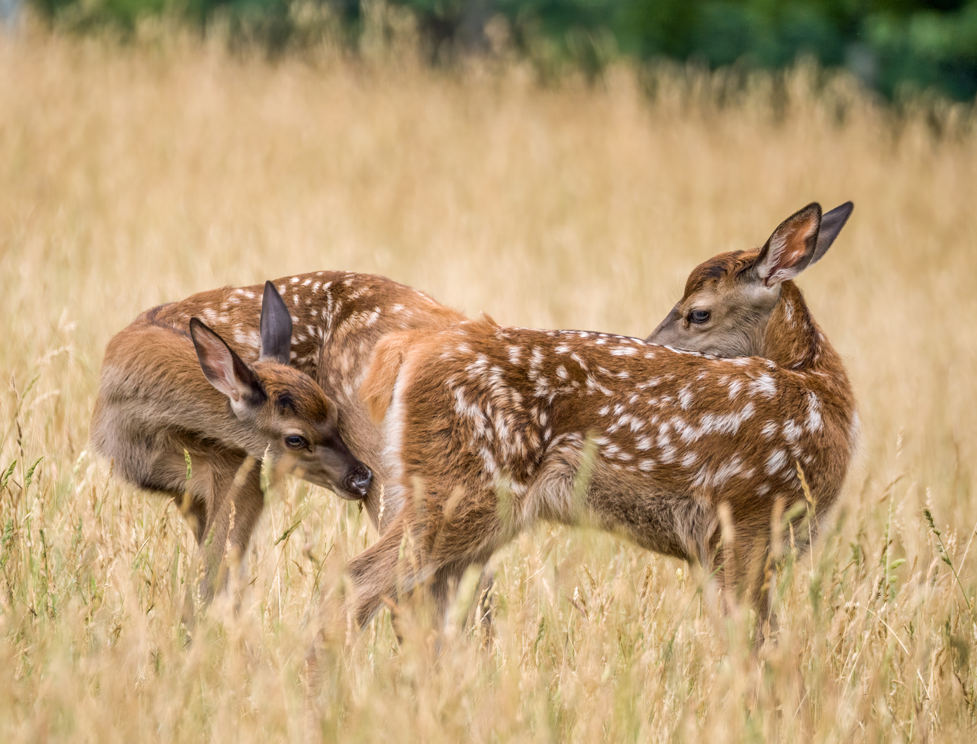 "Ehrlich ...... du stinkst aus dem Poppers"