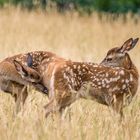 "Ehrlich ...... du stinkst aus dem Poppers"