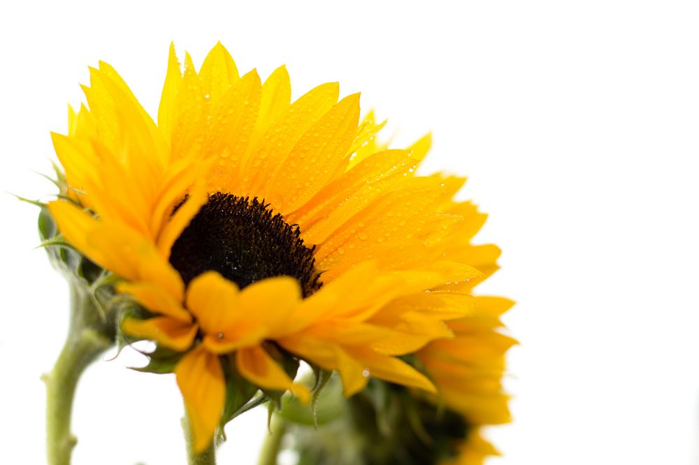 Ehrlich, fröhlich gelb: Sonnenblume.
