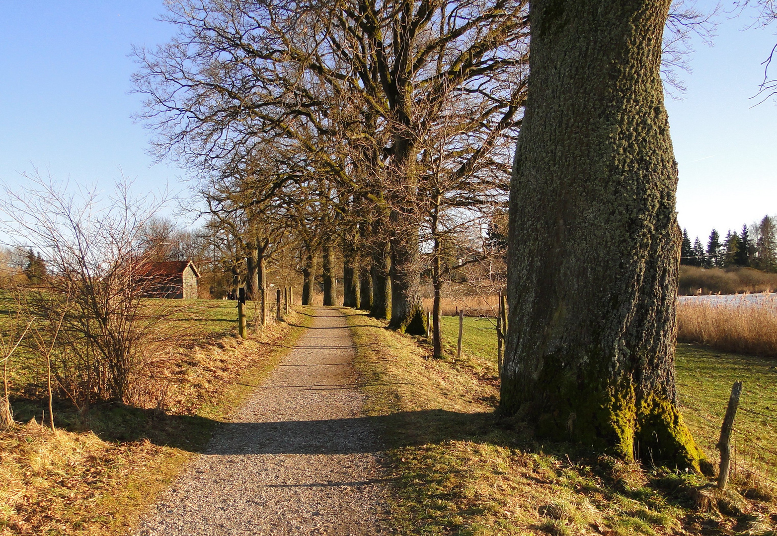 Ehrwürdige Eichen am Egglburger See