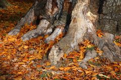 ehrwürdige Wurzeln mit goldenem Herbstlaub