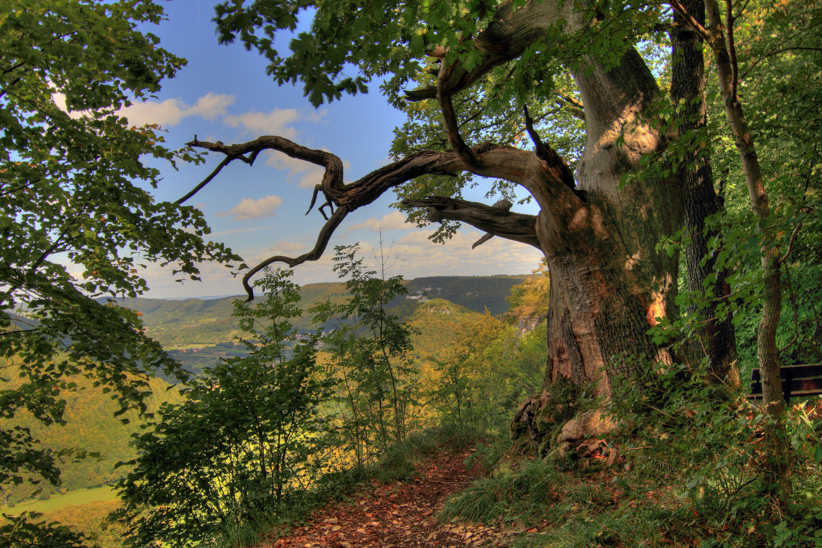 Ehrwürdige Zeitzeugen, alter Baum mit Ruine Hohenurach