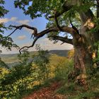 Ehrwürdige Zeitzeugen, alter Baum mit Ruine Hohenurach