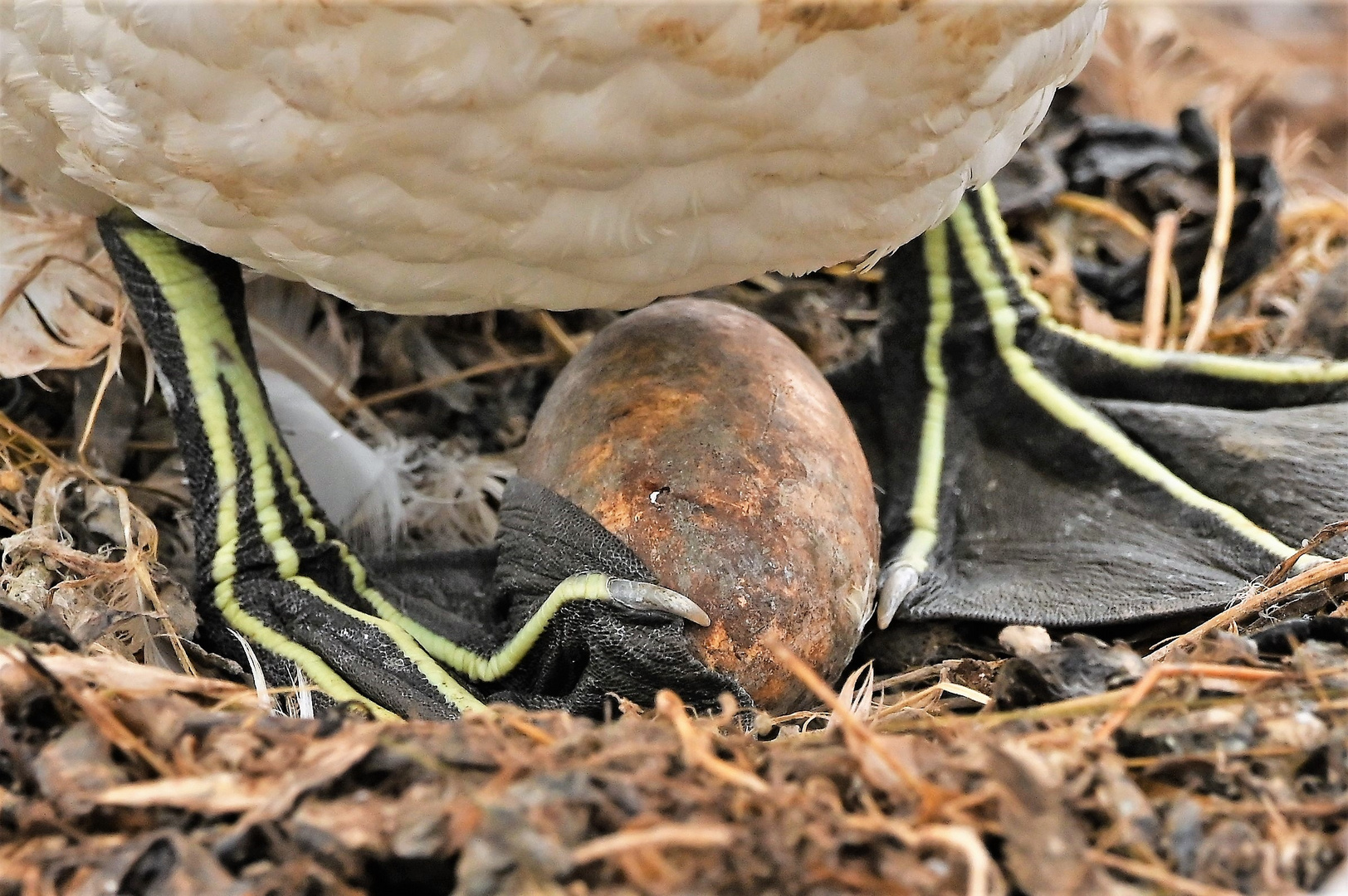 Ei Foto & Bild tiere, wildlife, wild lebende vögel Bilder auf