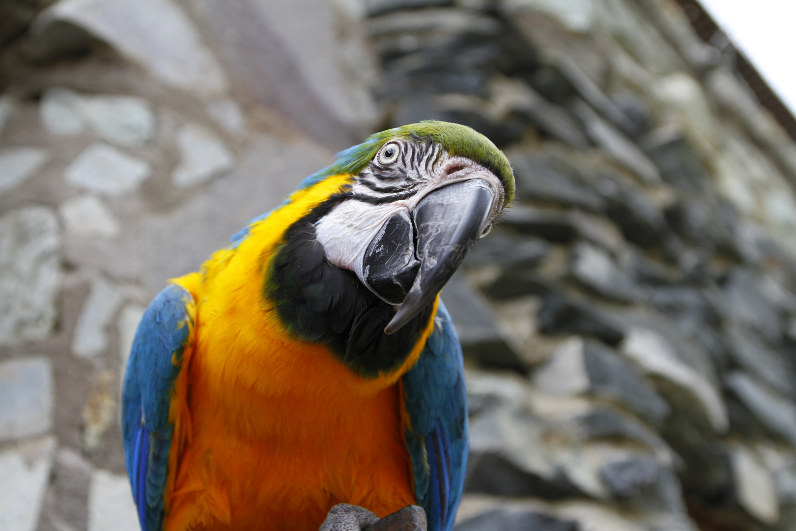 Ei Alter was bist Du denn für ein komischer Vogel...