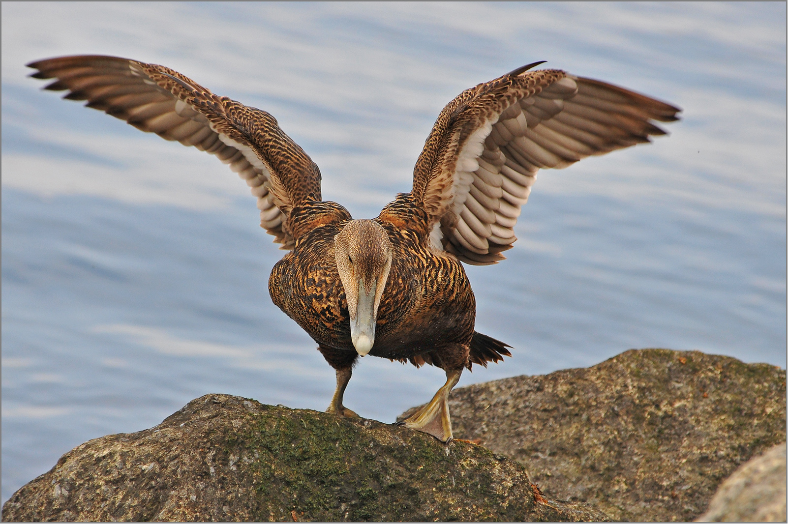 Ei-da-Ente   . . .