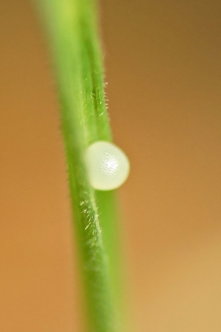 Ei des Waldbrettspiels (Pararge aegeria)