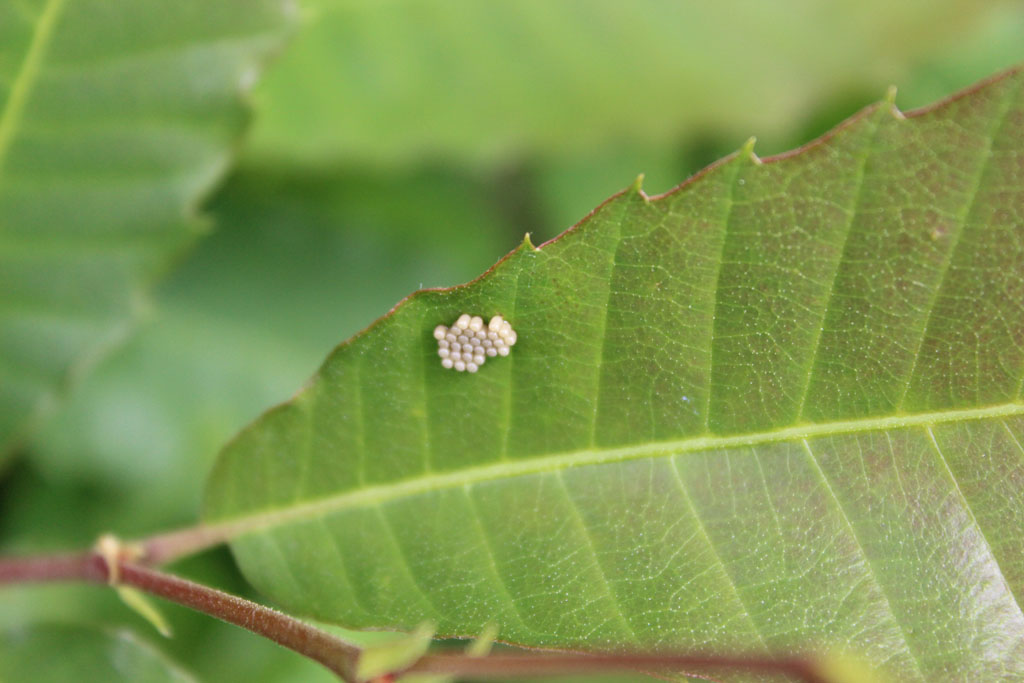 Ei ei Foto & Bild insekten, natur, tiere Bilder auf