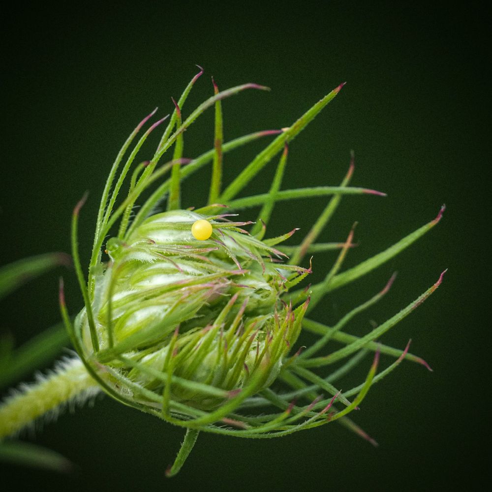 Ei eines Schwalbenschwanz auf der Blüte einer Wilden Möhre 