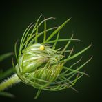 Ei eines Schwalbenschwanz auf der Blüte einer Wilden Möhre 