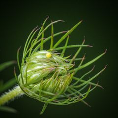 Ei eines Schwalbenschwanz auf der Blüte einer Wilden Möhre 