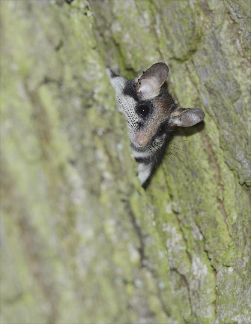 Ei Gude! Foto & Bild natur, tiere, wildlife Bilder auf