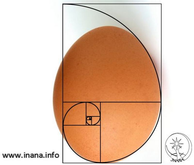 Ei nach der Proportion der Fibonacci-Spirale