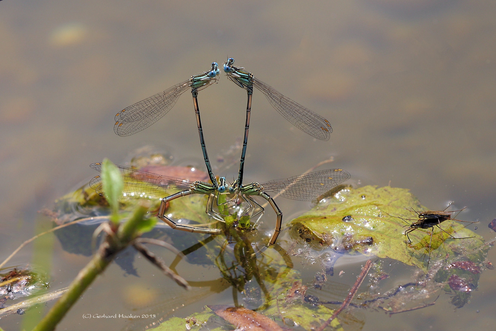 Eiablage der Blauen Federlibelle (Platycnemis pennipes)