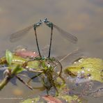 Eiablage der Blauen Federlibelle (Platycnemis pennipes)