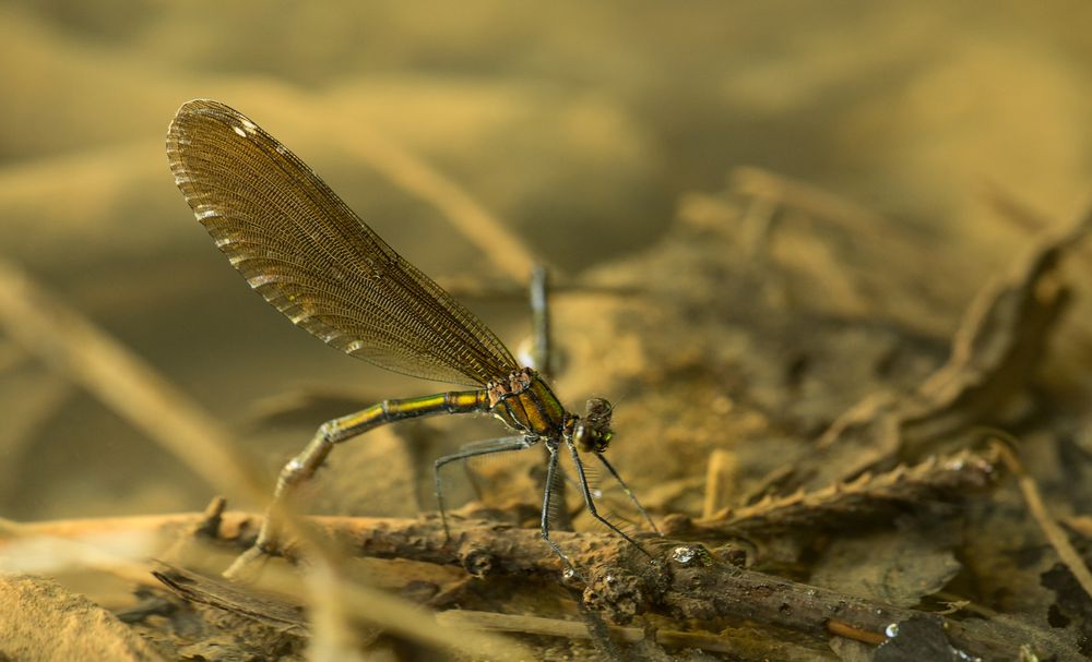 Eiablage der blauen Prachtlibelle