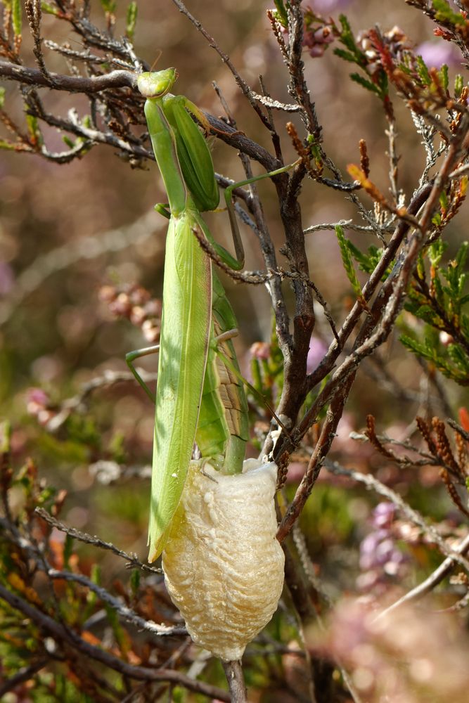 Eiablage der Europäischen Gottesanbeterin - Mantis religiosa - 