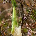 Eiablage der Europäischen Gottesanbeterin - Mantis religiosa - 