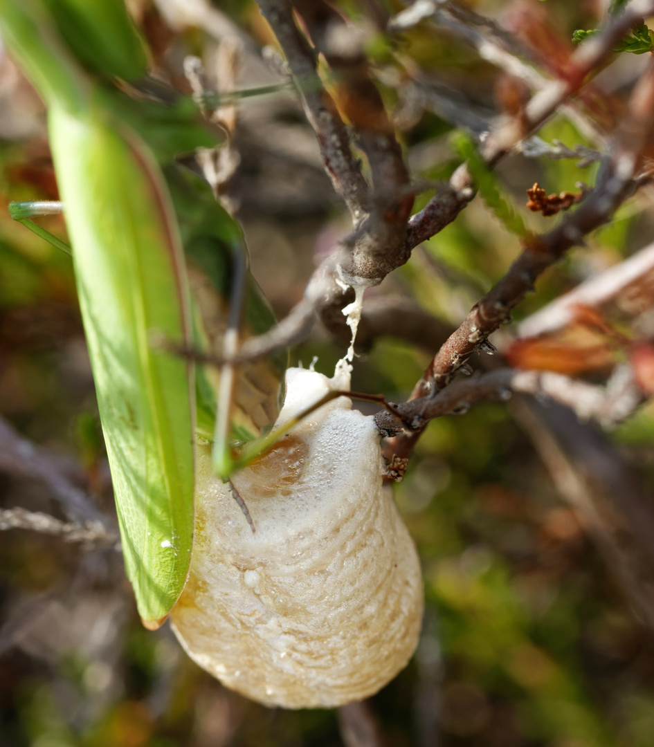 Eiablage der Europäischen Gottesanbeterin - Mantis religiosa - 