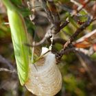 Eiablage der Europäischen Gottesanbeterin - Mantis religiosa - 