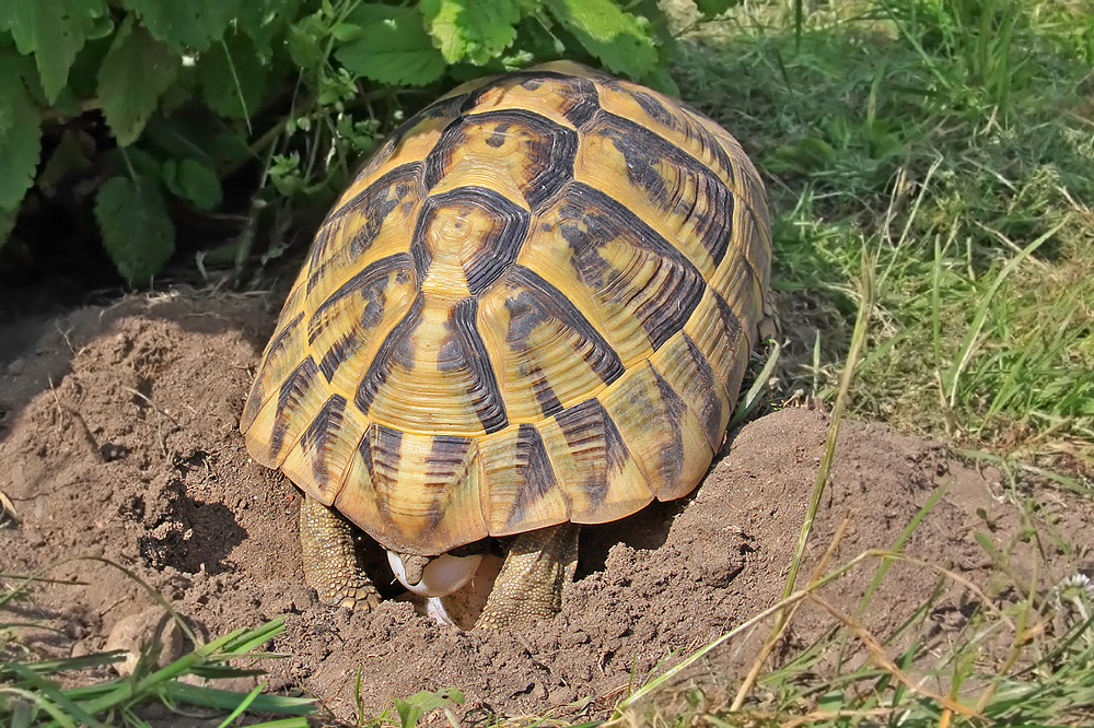 Eiablage der Griechischen Landschildkröte Foto & Bild tiere