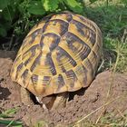 Eiablage der Griechischen Landschildkröte