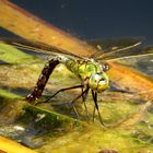 Eiablage der Großen Königslibelle (Anax imperator) 