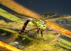 Eiablage der Großen Königslibelle (Anax imperator) 