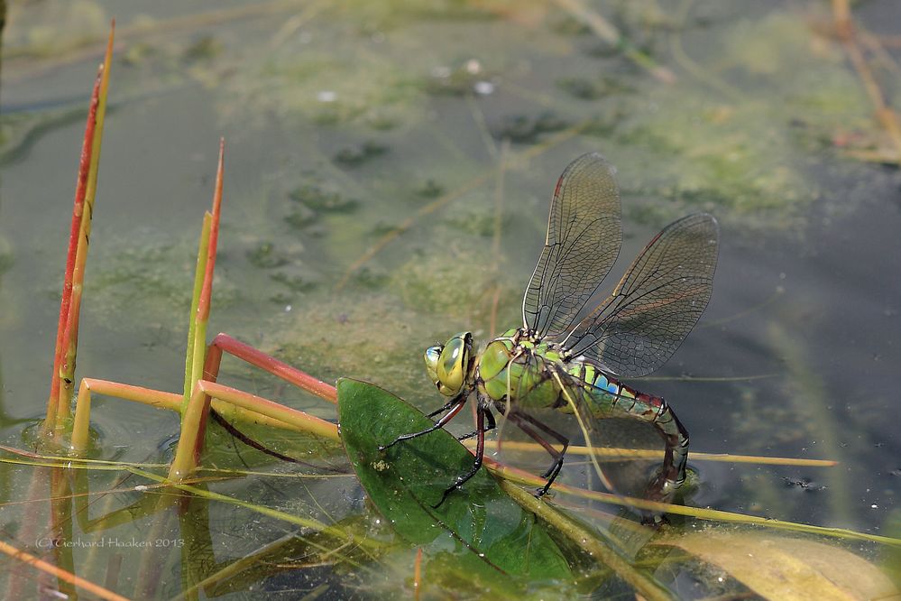 Eiablage der Großen Königslibelle (Anax imperator)