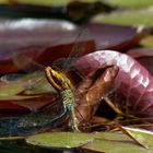 Eiablage der großen Königslibelle (Anax imperator)... mit Übergriff 