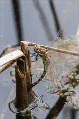 Eiablage der Herbst- Mosaikjungfer(Aeshna mixta)